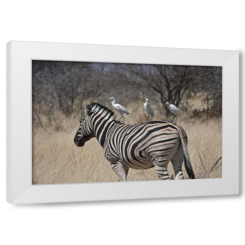 Namibia, Etosha NP Zebra with three egrets White Modern Wood Framed Art Print by Young, Bill