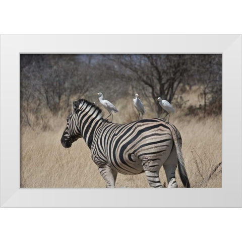 Namibia, Etosha NP Zebra with three egrets White Modern Wood Framed Art Print by Young, Bill