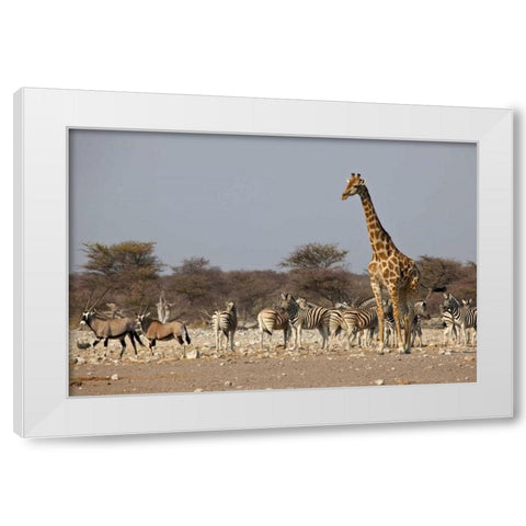 Namibia, Etosha NP Animals ongregate at water White Modern Wood Framed Art Print by Young, Bill