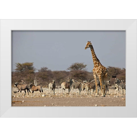 Namibia, Etosha NP Animals ongregate at water White Modern Wood Framed Art Print by Young, Bill