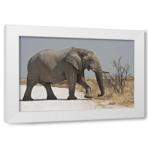 Namibia, Etosha NP Elephant crossing a road White Modern Wood Framed Art Print by Young, Bill
