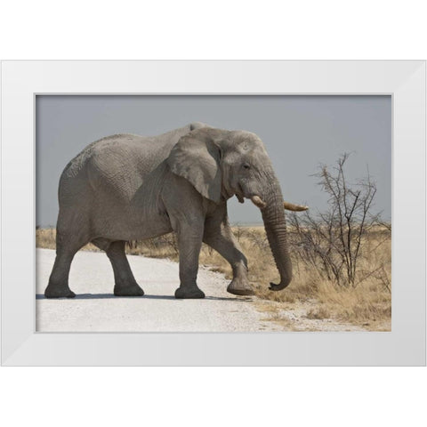 Namibia, Etosha NP Elephant crossing a road White Modern Wood Framed Art Print by Young, Bill