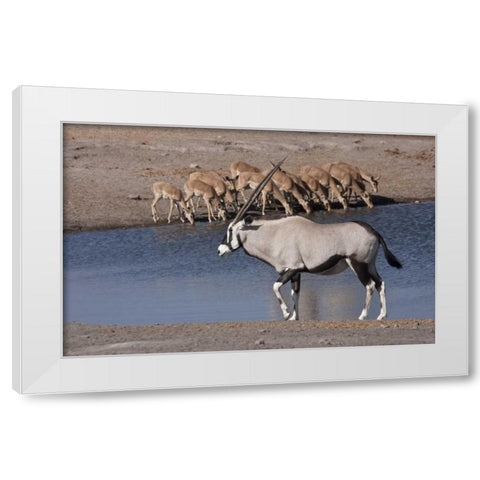 Namibia, Etosha NP Oryx and black-faced impala White Modern Wood Framed Art Print by Young, Bill