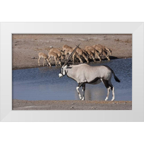Namibia, Etosha NP Oryx and black-faced impala White Modern Wood Framed Art Print by Young, Bill