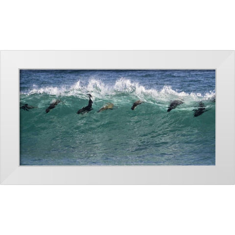 South Africa Seals surfing in waves White Modern Wood Framed Art Print by Young, Bill