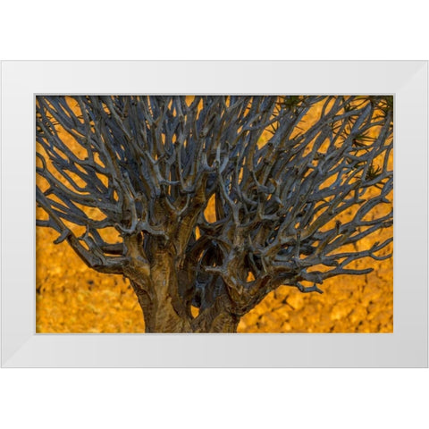 South Richtersveld NP Quiver tree White Modern Wood Framed Art Print by Young, Bill