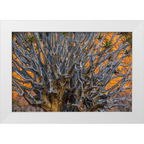 South Richtersveld NP Quiver tree White Modern Wood Framed Art Print by Young, Bill