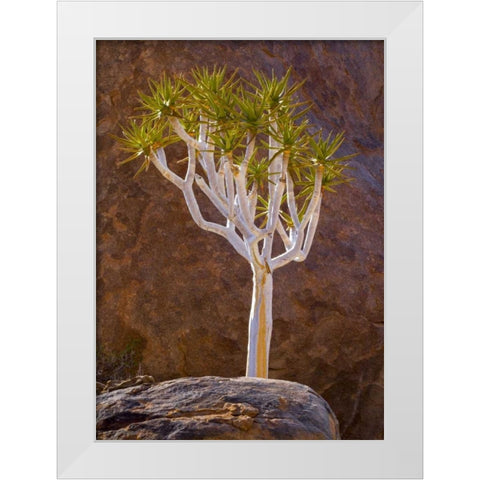 South Richtersveld NP Quiver tree and boulders White Modern Wood Framed Art Print by Young, Bill