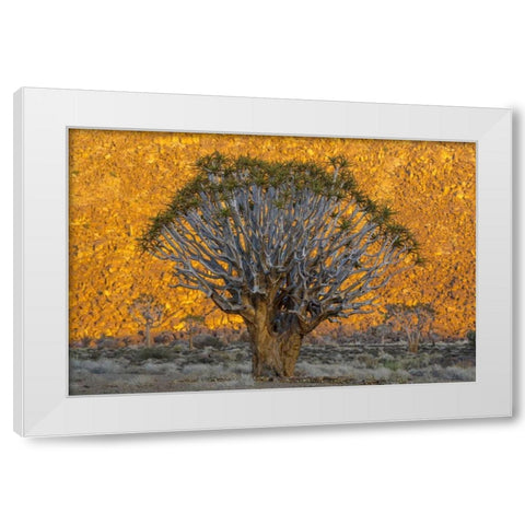 South Richtersveld NP Quiver trees against hill White Modern Wood Framed Art Print by Young, Bill