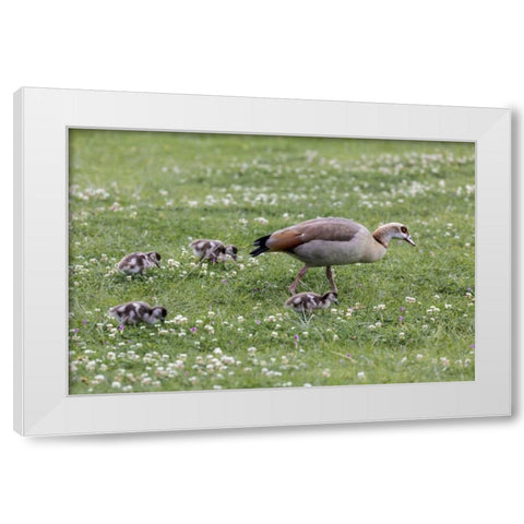 South Cape Town Mother goose with goslings White Modern Wood Framed Art Print by Lord, Fred