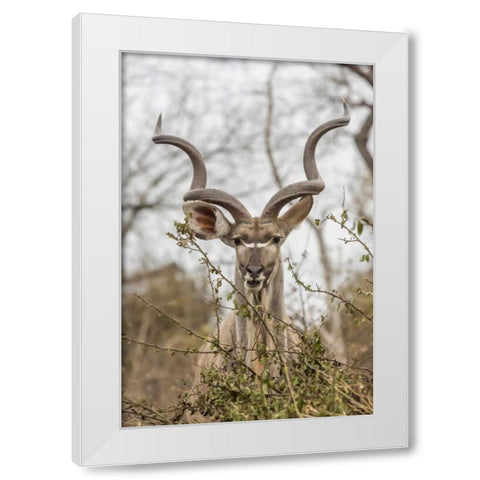 Africa, South Africa Adult greater kudu White Modern Wood Framed Art Print by Lord, Fred