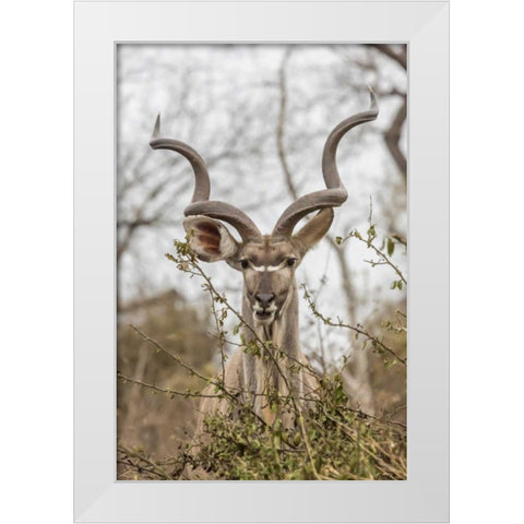 Africa, South Africa Adult greater kudu White Modern Wood Framed Art Print by Lord, Fred