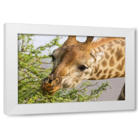 South Africa Giraffe feeding on acacia leaves White Modern Wood Framed Art Print by Lord, Fred