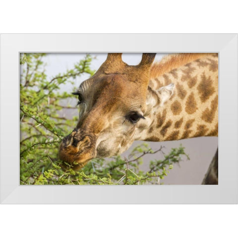 South Africa Giraffe feeding on acacia leaves White Modern Wood Framed Art Print by Lord, Fred