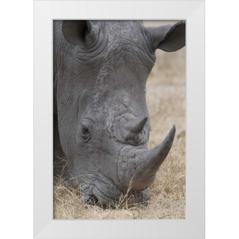 Africa, South Africa Close-up of rhino head White Modern Wood Framed Art Print by Lord, Fred