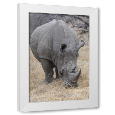 Africa, South Africa Rhinoceros grazing White Modern Wood Framed Art Print by Lord, Fred