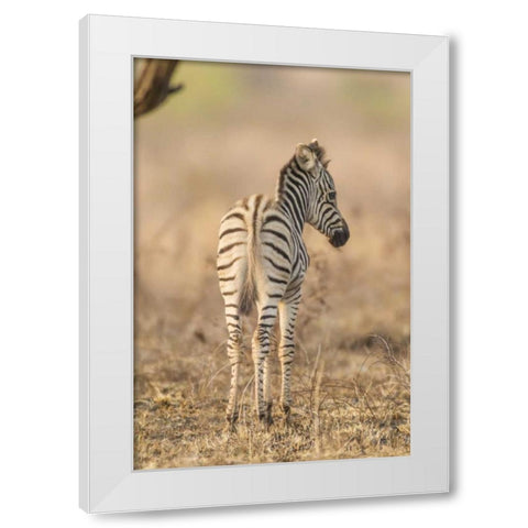 Africa, South Africa Rear of baby zebra White Modern Wood Framed Art Print by Lord, Fred