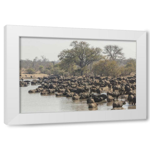 South Africa, Cape buffalo herd at water hole White Modern Wood Framed Art Print by Lord, Fred