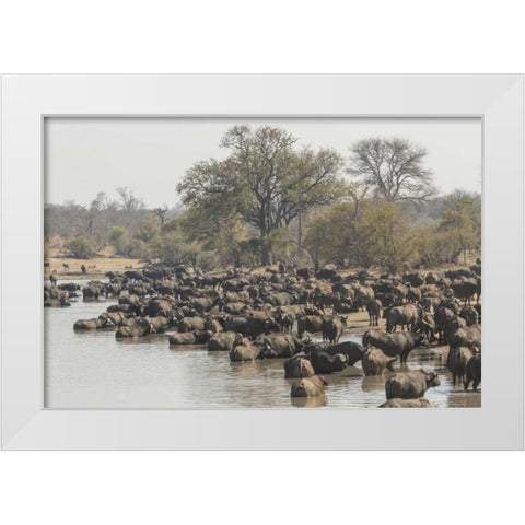 South Africa, Cape buffalo herd at water hole White Modern Wood Framed Art Print by Lord, Fred