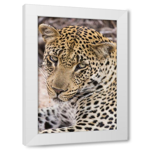 South Ngala Private Game Reserve Young leopard White Modern Wood Framed Art Print by Lord, Fred