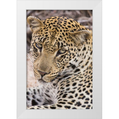 South Ngala Private Game Reserve Young leopard White Modern Wood Framed Art Print by Lord, Fred
