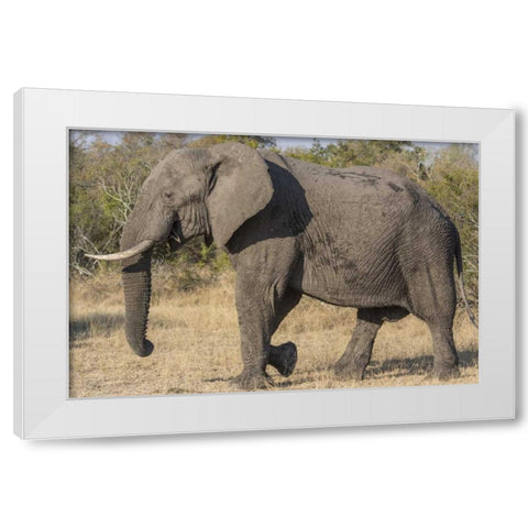 South Africa, Side view of male elephant White Modern Wood Framed Art Print by Lord, Fred