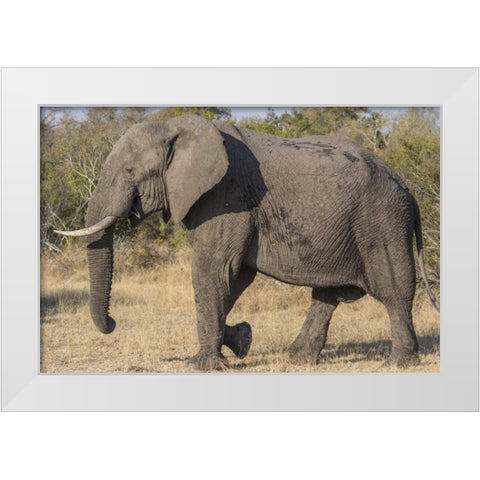 South Africa, Side view of male elephant White Modern Wood Framed Art Print by Lord, Fred