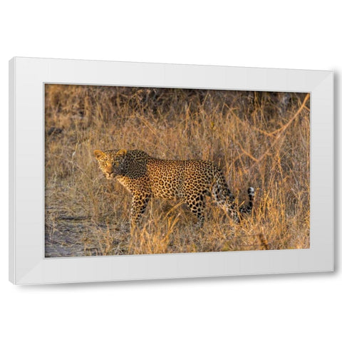 South Africa, Wary leopard in grass White Modern Wood Framed Art Print by Lord, Fred