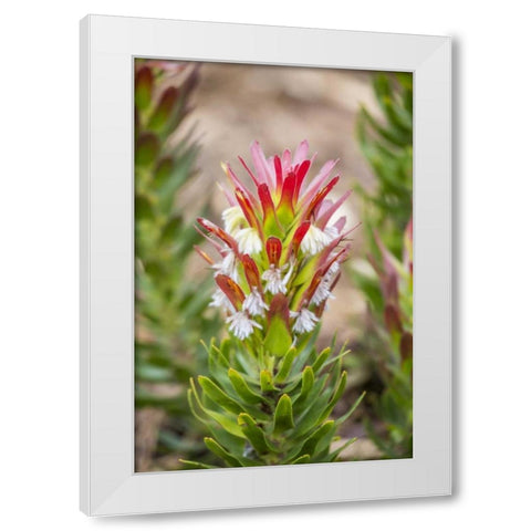 Africa, South Africa, Cape Town Protea flower White Modern Wood Framed Art Print by Lord, Fred