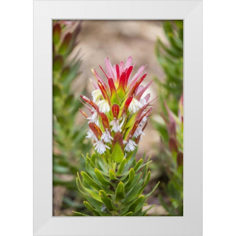 Africa, South Africa, Cape Town Protea flower White Modern Wood Framed Art Print by Lord, Fred