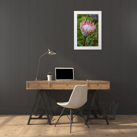 South Cape Town King protea flower White Modern Wood Framed Art Print by Lord, Fred