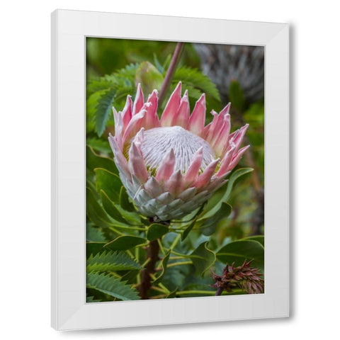 South Cape Town King protea flower White Modern Wood Framed Art Print by Lord, Fred