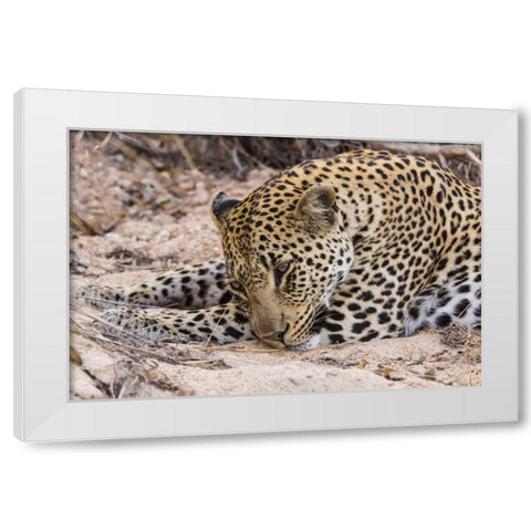 South Ngala Private Game Reserve Young leopard White Modern Wood Framed Art Print by Lord, Fred