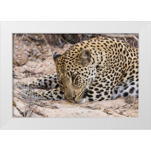 South Ngala Private Game Reserve Young leopard White Modern Wood Framed Art Print by Lord, Fred