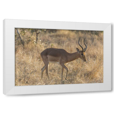 South Ngala Private Game Reserve Impala in brush White Modern Wood Framed Art Print by Lord, Fred