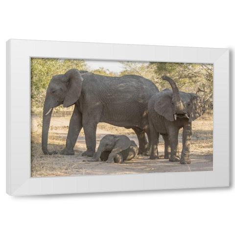 South Africa, Elephants in shade White Modern Wood Framed Art Print by Lord, Fred