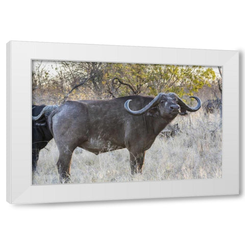 South Africa, Side view of Cape buffalo White Modern Wood Framed Art Print by Lord, Fred