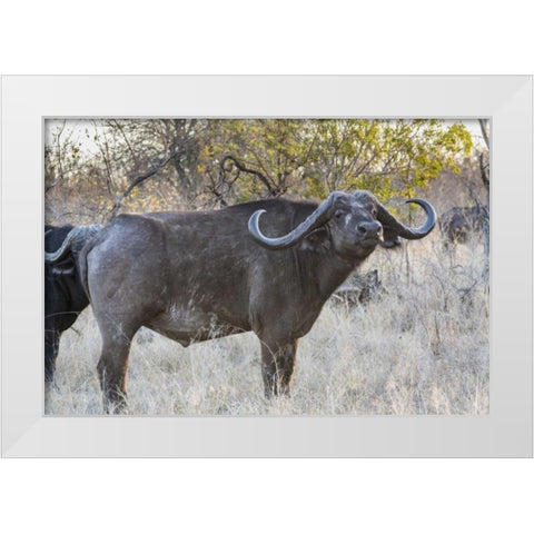 South Africa, Side view of Cape buffalo White Modern Wood Framed Art Print by Lord, Fred