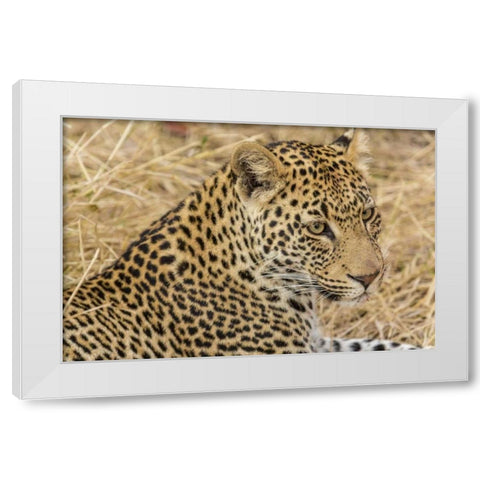 South Ngala Private Game Reserve Adult leopard White Modern Wood Framed Art Print by Lord, Fred