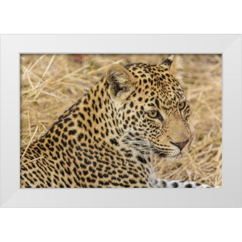 South Ngala Private Game Reserve Adult leopard White Modern Wood Framed Art Print by Lord, Fred