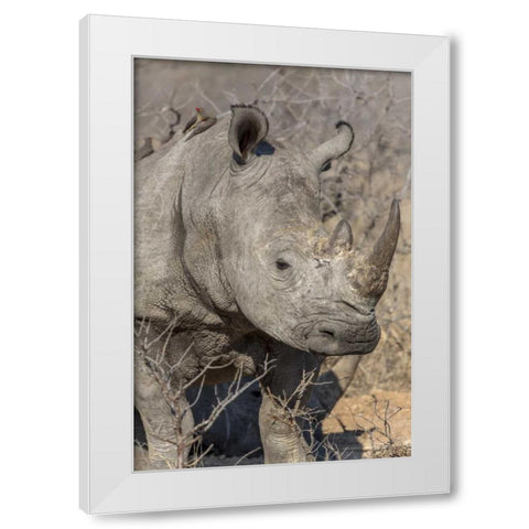South Ngala Private Game Reserve White rhino White Modern Wood Framed Art Print by Lord, Fred