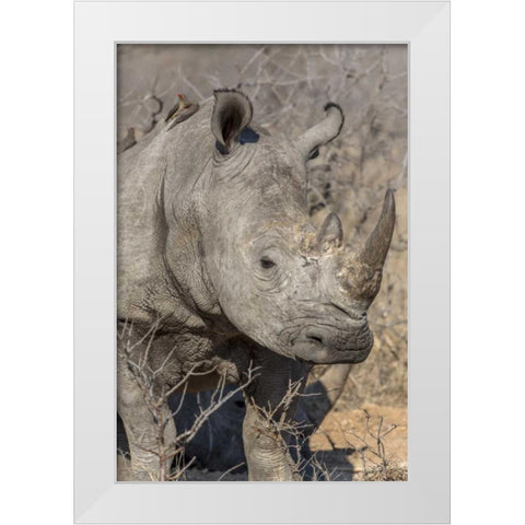 South Ngala Private Game Reserve White rhino White Modern Wood Framed Art Print by Lord, Fred