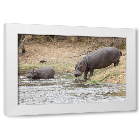South Africa Adult and juvenile hippopotamus White Modern Wood Framed Art Print by Lord, Fred