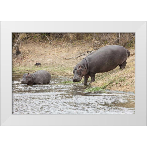 South Africa Adult and juvenile hippopotamus White Modern Wood Framed Art Print by Lord, Fred