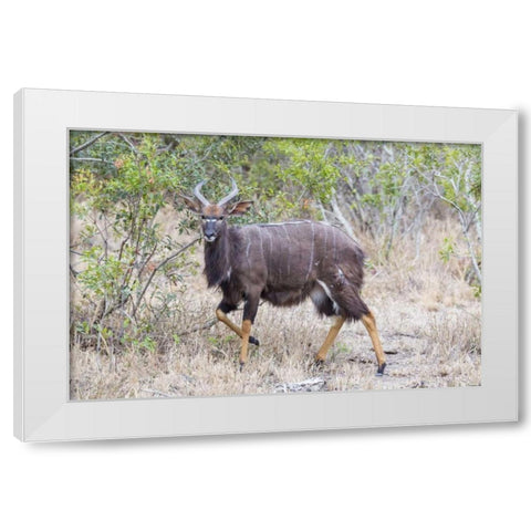 Africa, South Africa Greater kudu antelope White Modern Wood Framed Art Print by Lord, Fred