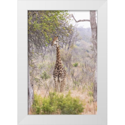 Africa, South Africa Giraffe stands under tree White Modern Wood Framed Art Print by Lord, Fred