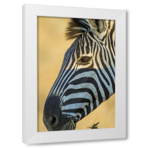 Africa, South Africa Profile of zebra White Modern Wood Framed Art Print by Lord, Fred