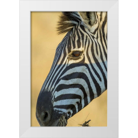 Africa, South Africa Profile of zebra White Modern Wood Framed Art Print by Lord, Fred