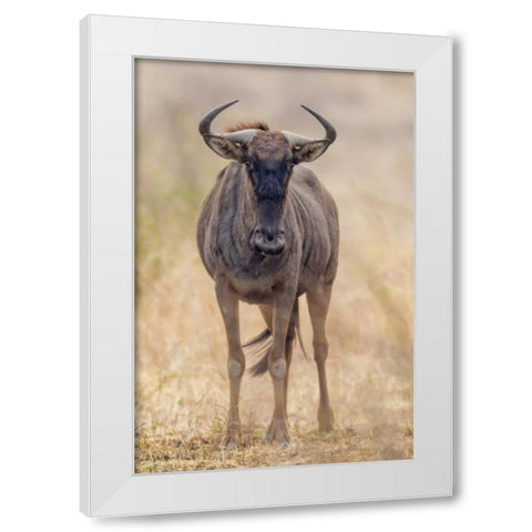 Africa, South Africa Frontal view of gnu White Modern Wood Framed Art Print by Lord, Fred