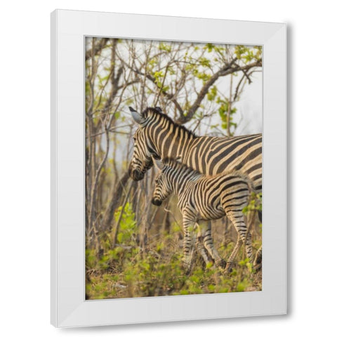 Africa, South Africa Mother and juvenile zebras White Modern Wood Framed Art Print by Lord, Fred